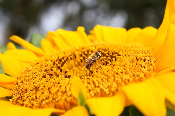 Abeille sur tournesol — Photo