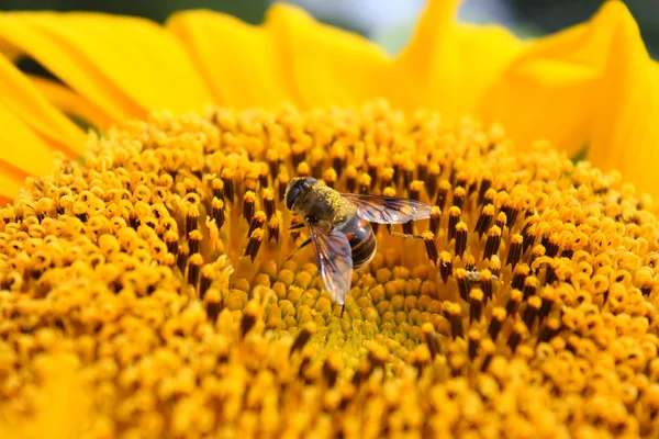 Abeille sur tournesol — Photo