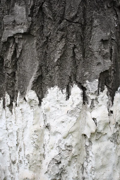 Corteccia d'albero — Foto Stock