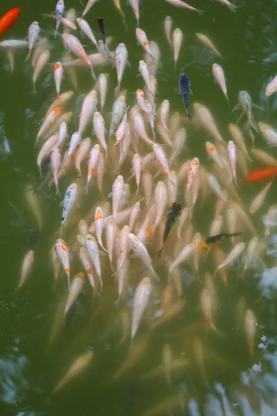 Colorful carp — Stock Photo, Image