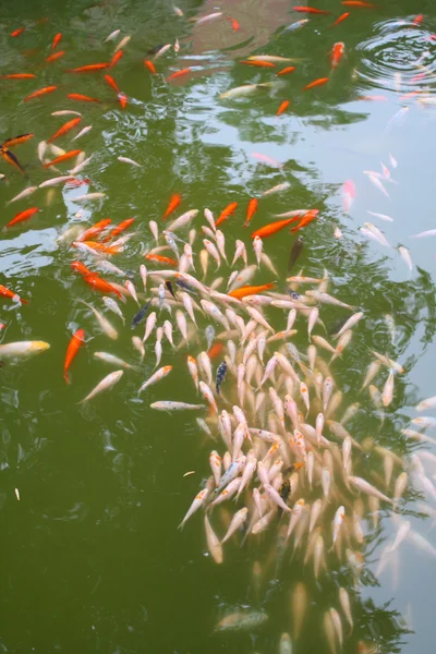 Colorful carp — Stock Photo, Image