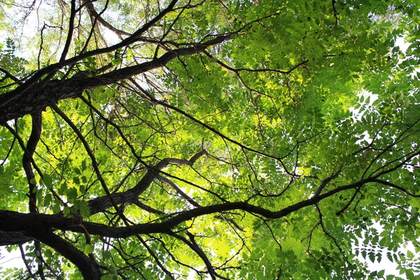 Árbol — Foto de Stock