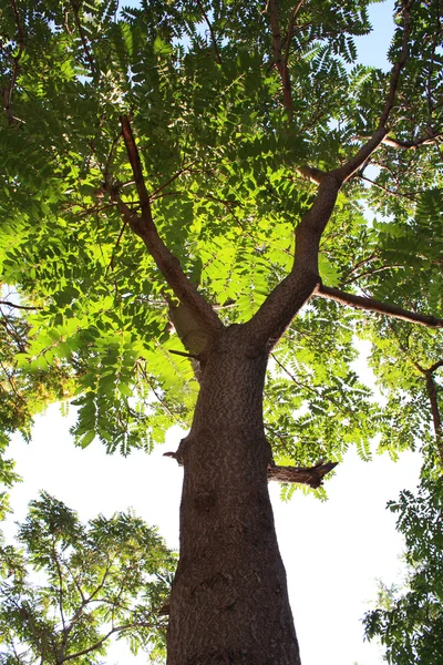 Tree — Stock Photo, Image