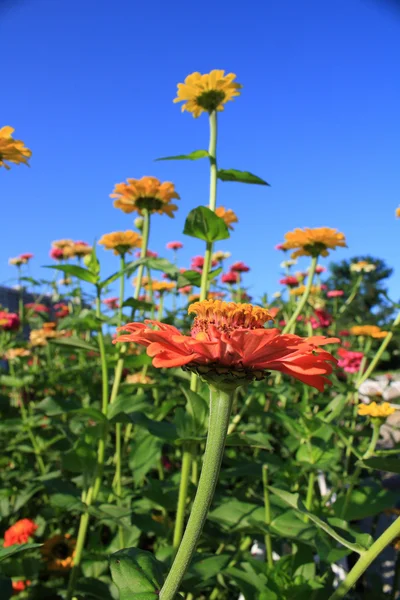 Chrysanthemum — Stock Photo, Image