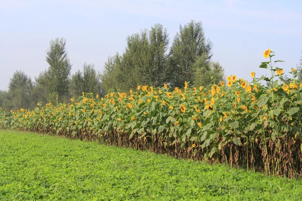 Campo de girasol —  Fotos de Stock