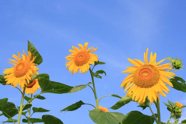 Sunflower — Stock Photo, Image