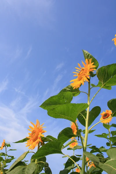 Sunflower — Stock Photo, Image