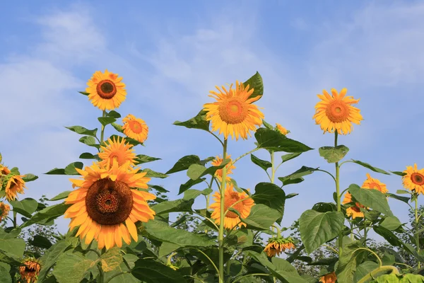 Solsikke – stockfoto