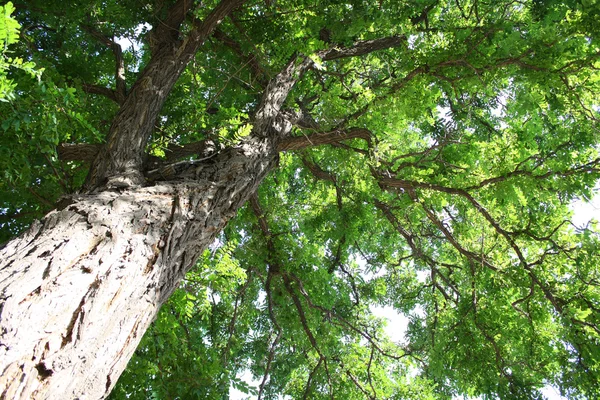 Árbol — Foto de Stock