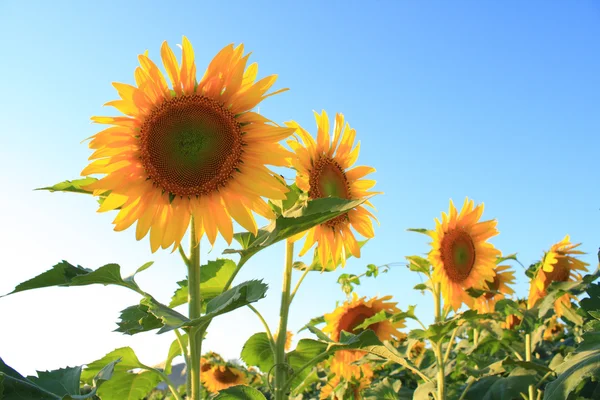 Solsikke – stockfoto