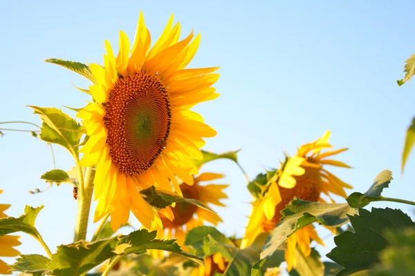 Solsikke – stockfoto