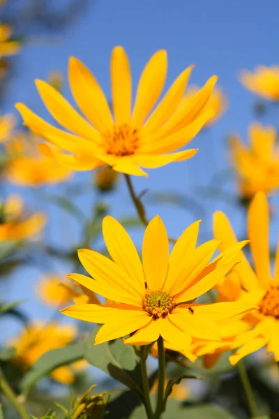 Chrysanthemen — Stockfoto