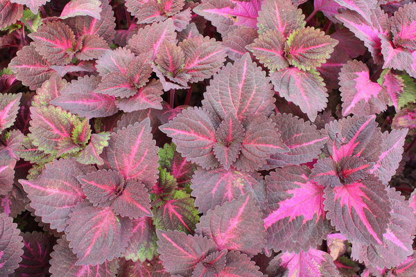 Purple leaf