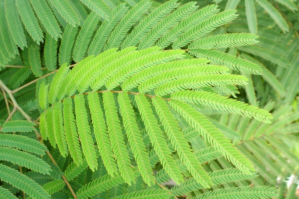 Hoja de helecho — Foto de Stock