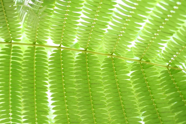 Hoja de helecho — Foto de Stock