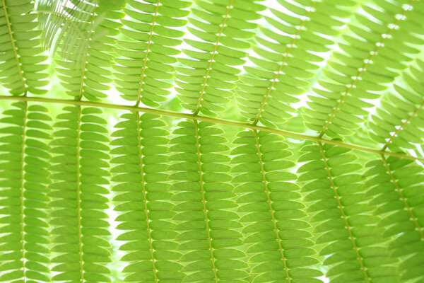 Fern Leaf