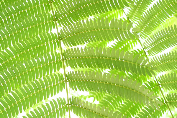 Fern Leaf