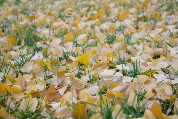 Ginkgo leaves — Stock Photo, Image