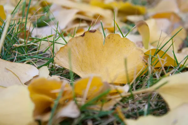 Liści Ginkgo — Zdjęcie stockowe