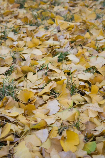 Folhas de ginkgo — Fotografia de Stock