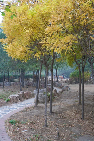 Árbol de otoño — Foto de Stock