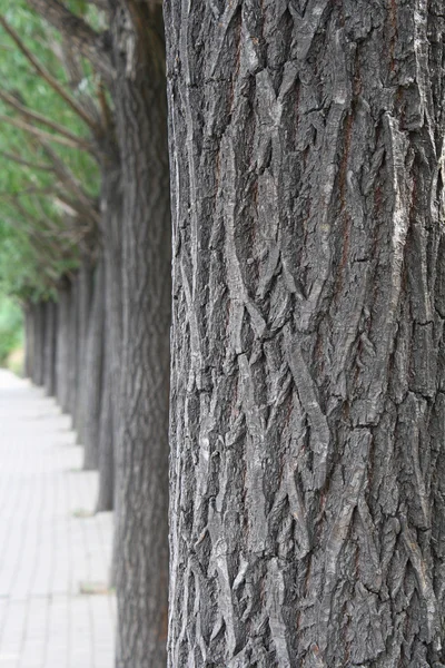 Willow tree — Stock Photo, Image