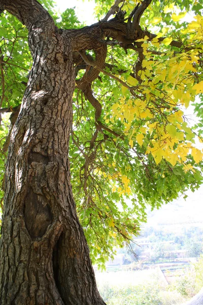 Árbol de otoño — Foto de Stock