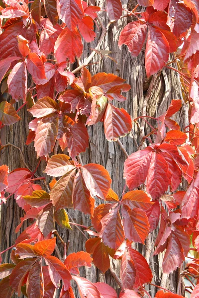 Rode bladeren — Stockfoto