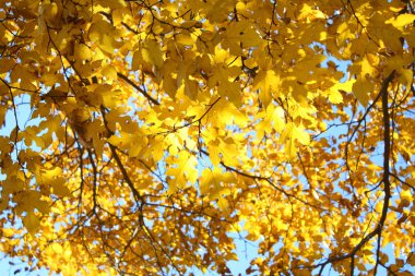 Sonbahar Yaprakları