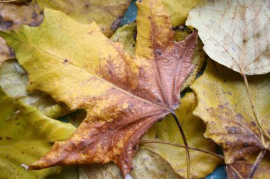 Sonbahar Yaprakları