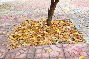 akçaağaç yaprakları