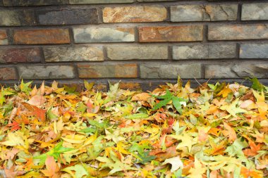 akçaağaç yaprakları