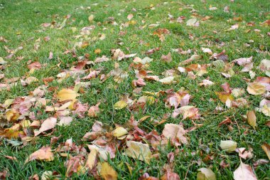 düşen yapraklar