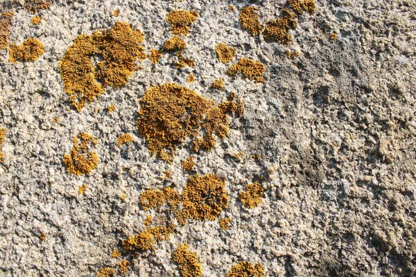 Lichene — Foto Stock