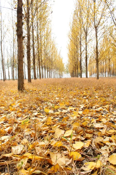 Sonbahar ormanı — Stok fotoğraf