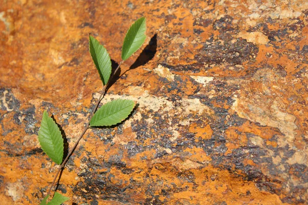 Foglia sulla roccia — Foto Stock