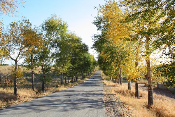 Strada autunnale — Foto Stock