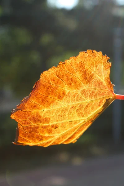 Foglie d'autunno — Foto Stock