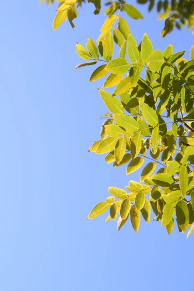 Folhas de Outono — Fotografia de Stock