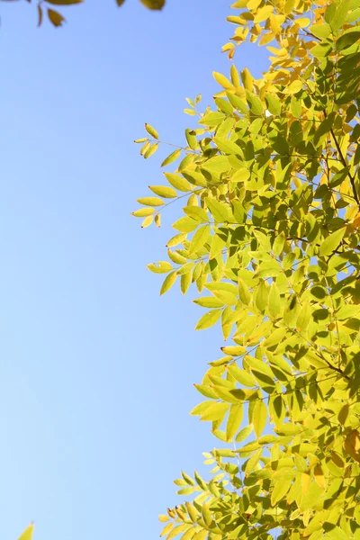 Folhas de Outono — Fotografia de Stock