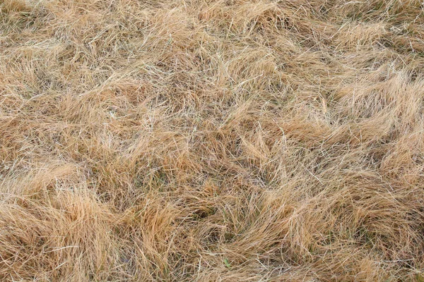 Dried Grass — Stock Photo, Image