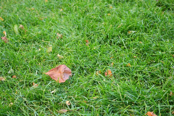 Foglie cadute — Foto Stock