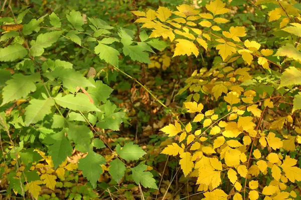 Gele en groene bladeren — Stockfoto