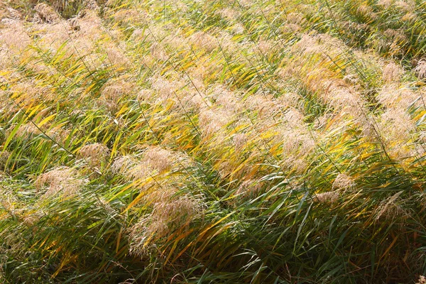 秋天的芦苇 — 图库照片