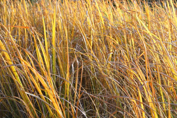 Riet — Stockfoto