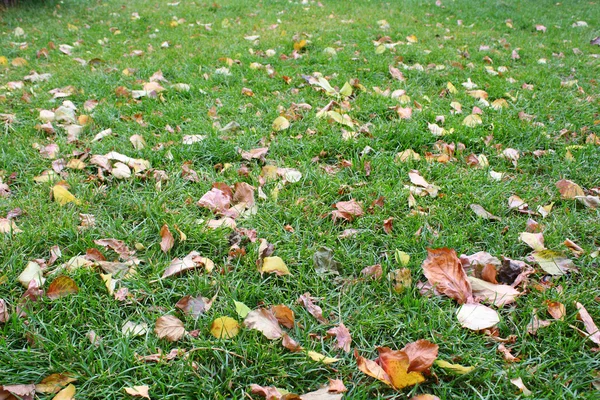 Fallen leaves — Stock Photo, Image