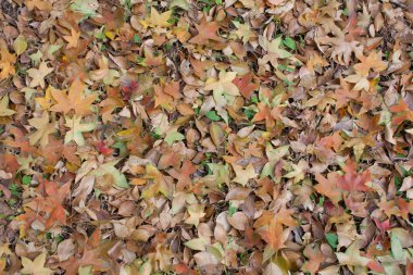 Sonbahar Yaprakları