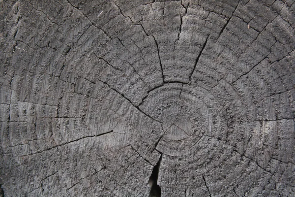 Holzstruktur — Stockfoto