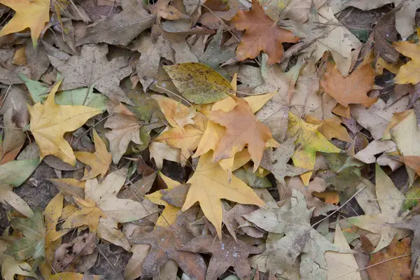 가을 잎 — 스톡 사진