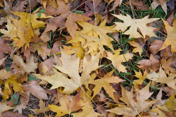 Autumn Leaves — Stock Photo, Image